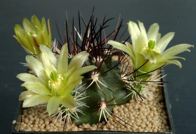 Echinocereus_dawisii